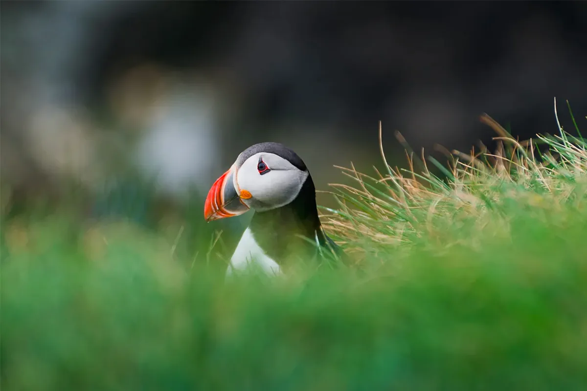 Macareux moine sur les falaises d'Islande